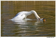 Mute-Swan-mating-4